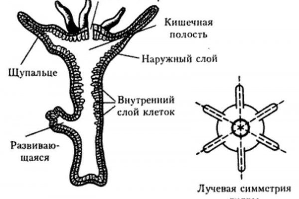 Darknet ссылка кракен kraken014 com